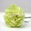 2016 Hot Sale Carnation Cut Flowers Price Without Middleman Green Mini Carnation Flowers