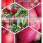 Top quality fresh qinguan apples class A pome fruits Agricultural products