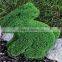 animal shape boxwood topiary