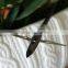Popular Product of Archery Tip With 2 Blades Broadhead