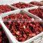 Best Quality Salty Sun Dried Tomato