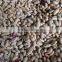 Best Sale Full Of Speckled Kidney Beans For Europe