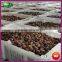2015 Crop Top Quality Fresh Chinese Chestnut with Bright Color