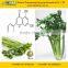 Natural Celery Extract from GMP Factory with High Quality