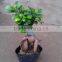 150 gram Ginseng Ficus Microcarpa