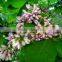Pongsmia pinnata(L.)Pierre