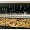 carrot/radish/ginger/yam root/sweet potato washing and peeling machine