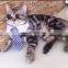 Fashion Hot Sale Pet Accessories Colorful Cotton Dog Bow Tie