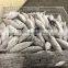 IQF WR frozen skipjack tuna good quality  for export
