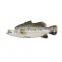 frozen sea bass fish frozen seabass fish barramundi fish
