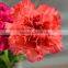 Cheap Mastor multi-colored fresh cut carnations