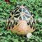 Turtle tortoise cuckold foil balloon made in china toy for kids