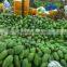 GOOD QUALITY VIETNAM FRESH MANGO1