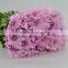 Good Smell Classical Big Head Chrysanthemum With 10 Stems/Bundle Yunnan Chrysanthemum With 0.5kg/Bundle Chrysanthemum Pink Color