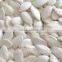 Chinese Salted Roasted Snow White Pumkin Seeds for sale