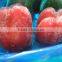 FROZEN RED BELL PEPPER STRIPS.