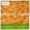iqf/frozen apricot diced