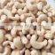 ROASTED CASHEW NUT/ CASHEW KERNEL CHEAP PRICE