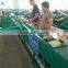 fruit weight sorting machine/cleaning waxing machine