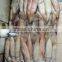 japenese flying squid