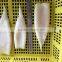 High quality Pacific squid tube (Todarodes Pacificus)