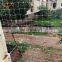 HDPE transparent anti bird net 25x25mm usd for fencing and protecting vegetables in vineyards