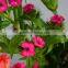 Love theme Sweet William flowers for banquet