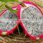 BEST QUALITY DRAGON FRUIT : RED AND WHITE KINDS
