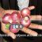 ONION