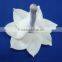 Flower for decoration