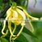 100 Pure and Natural YLANG YLANG Oil Best Exporters of Certified