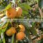 2015 fresh Farm homemade persimmons pure natural persimmons