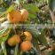 high class dried vegetable dried Persimmon fresh persimmons