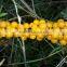 GMP Certified Best Essential Oil Seabuckthorn Fruit Oil Berry Oil China Supplier For Cosmetic Pharma Health Food