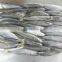 Frozen Round Scad whole round