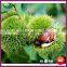 Organic Fresh Yanshan Chinese Chestnut