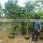 Natural Evergreen Ficus Benjamina L