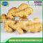 Fresh ginger price in china