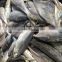 Frozen horse mackerel marine fish norway mackerel