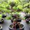 Natural Bonsai Ficus Art Shaped Ficus formosana