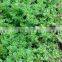 Thyme Oil