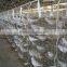 galvanized Q235 farm used Pigeon bird breeding cage