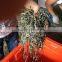Hot Sale in Russia New kelp algae cut,sea kale,sea tangle,seaweed laminaria