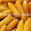 Frozen corn in bulk for feeding animals