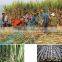 Neweek high efficiency sugarcane leaf peeling machine