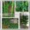 China supplier new product bamboo price plastic lucky bamboo plants for sale