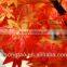 New Design ,Height 2m, 1.5mwidth, Artificial maple tree branches and leaves