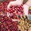 Coffee bean sheller cocoa bean peeling machine
