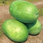 Hot tolerant SHUANGXING f1 big hybrid watermelon seeds outdoor grown