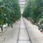Greenhouse Tomato Planting Trough